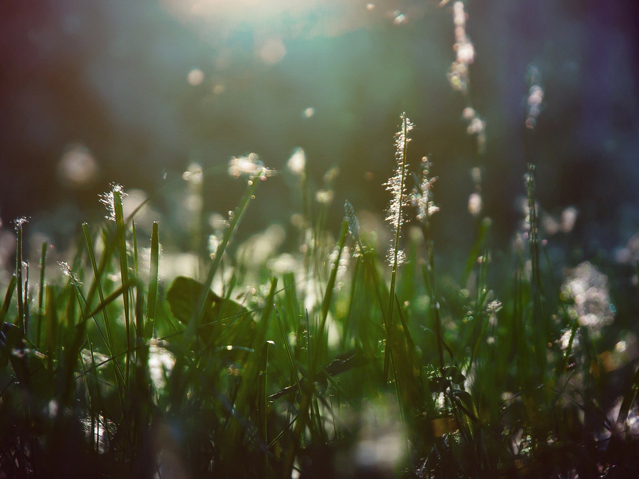 Обои свет, трава, растения, макро, лучи, пух, light, grass, plants, macro, rays, fluff разрешение 2560x1440 Загрузить