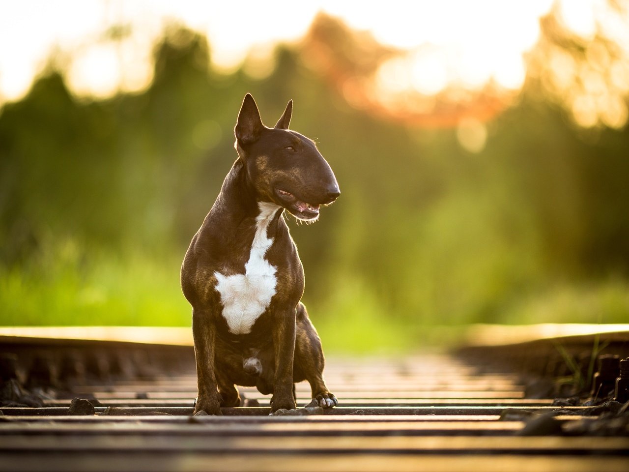 Обои дорога, железная дорога, фон, собака, бультерьер, road, railroad, background, dog, bull terrier разрешение 2586x1724 Загрузить