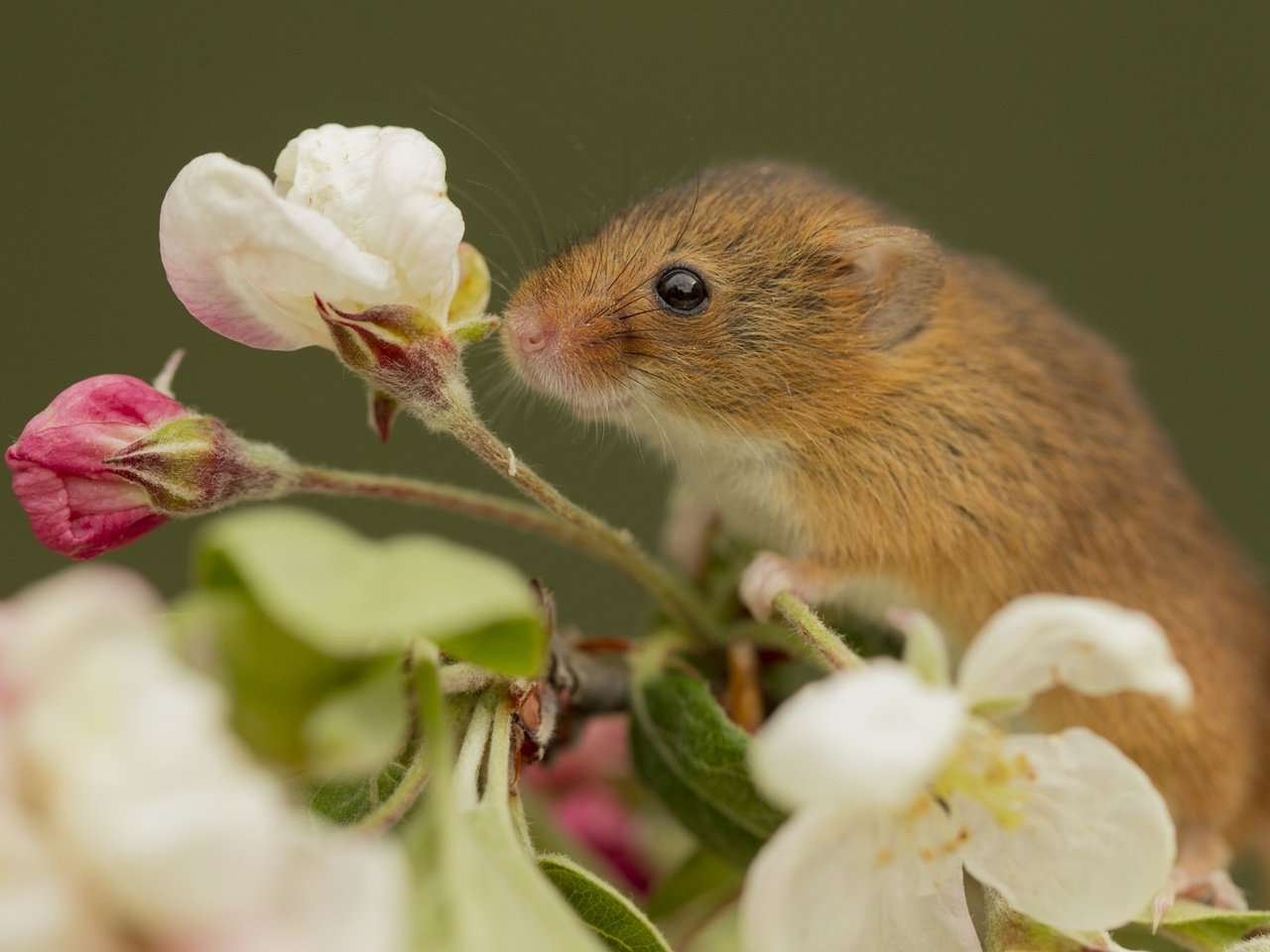 Обои макро, цветок, мышка, harvest mouse, мышь-малютка, macro, flower, mouse, the mouse is tiny разрешение 2048x1325 Загрузить
