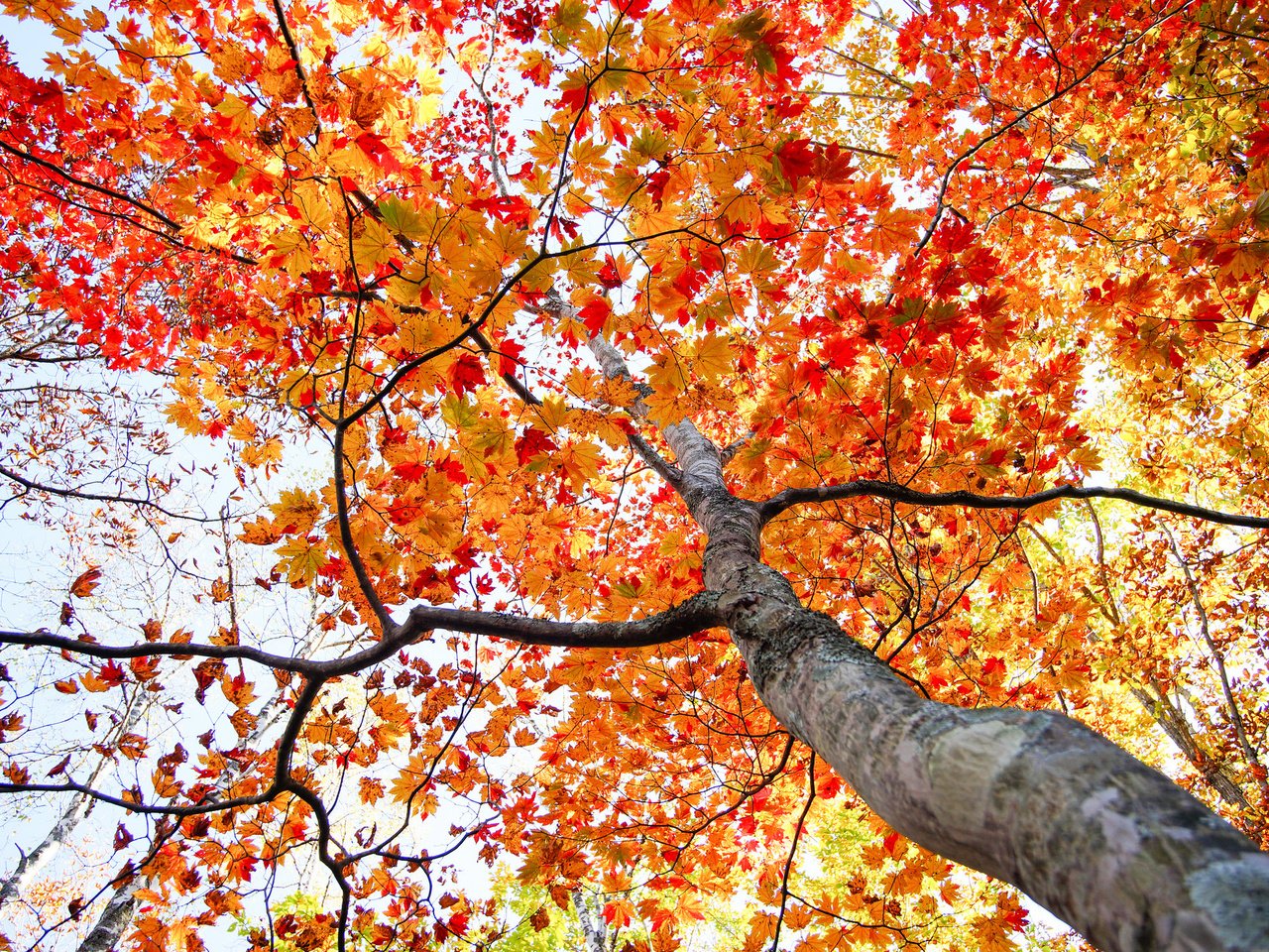 Обои дерево, листья, осень, ствол, tree, leaves, autumn, trunk разрешение 2048x1365 Загрузить