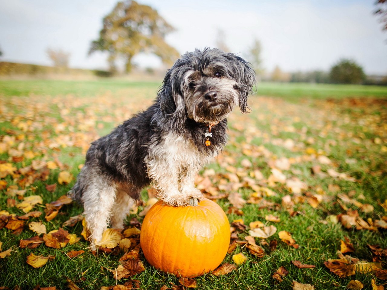 Обои взгляд, собака, друг, тыква, look, dog, each, pumpkin разрешение 2560x1600 Загрузить