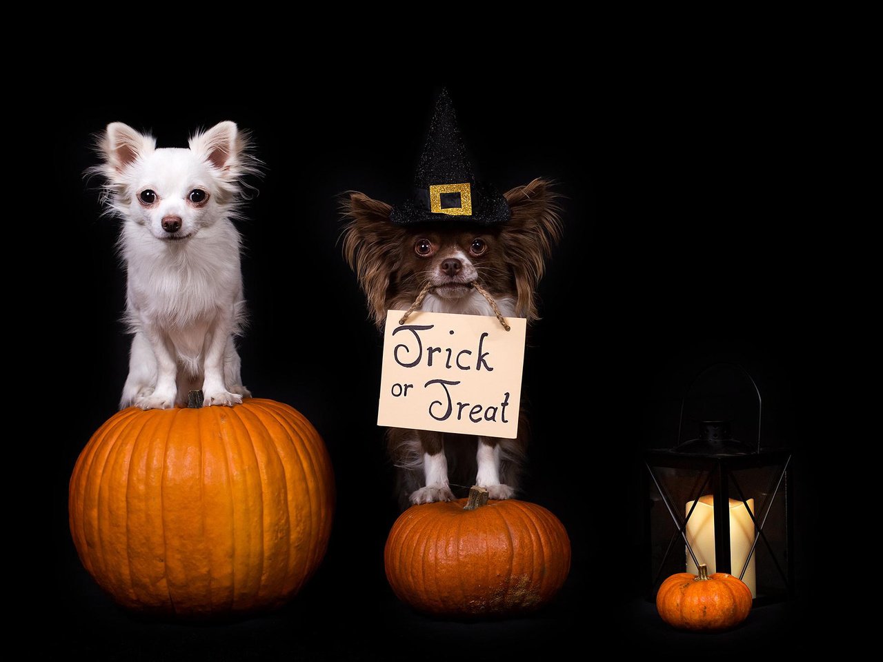 Обои взгляд, фонарь, черный фон, хэллоуин, собаки, хеллоуин, мордочки, тыквы, чихуахуа, chihuahua, look, lantern, black background, halloween, dogs, faces, pumpkin разрешение 2048x1365 Загрузить