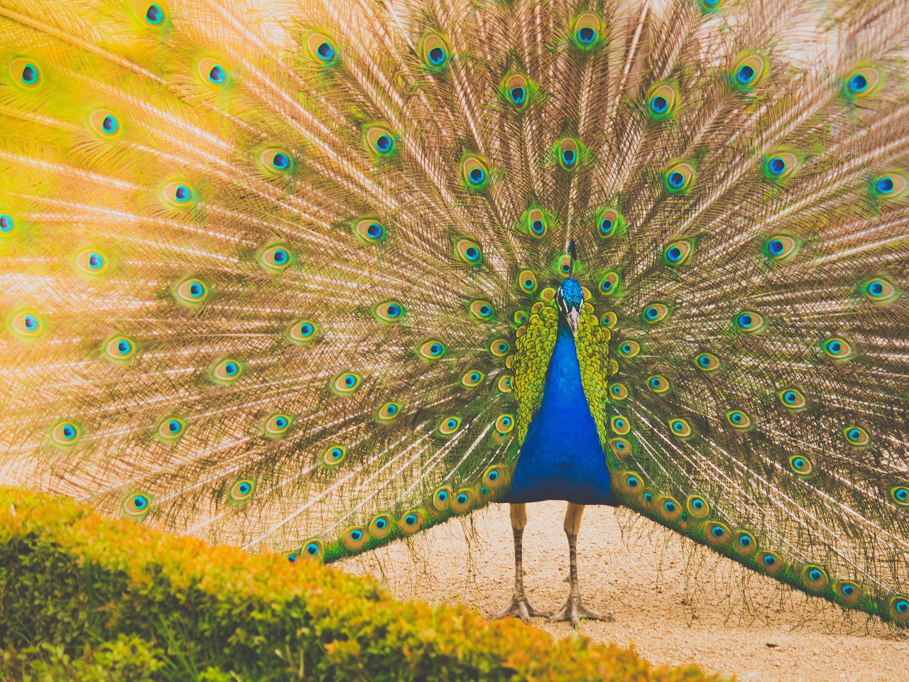 Обои птица, павлин, перья, хвост, bird, peacock, feathers, tail разрешение 2048x1365 Загрузить