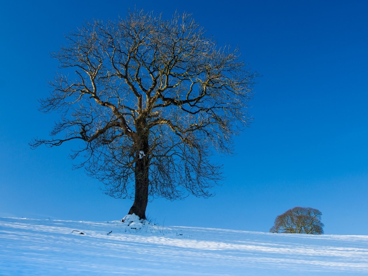 Обои небо, снег, дерево, зима, пейзаж, the sky, snow, tree, winter, landscape разрешение 2880x2362 Загрузить