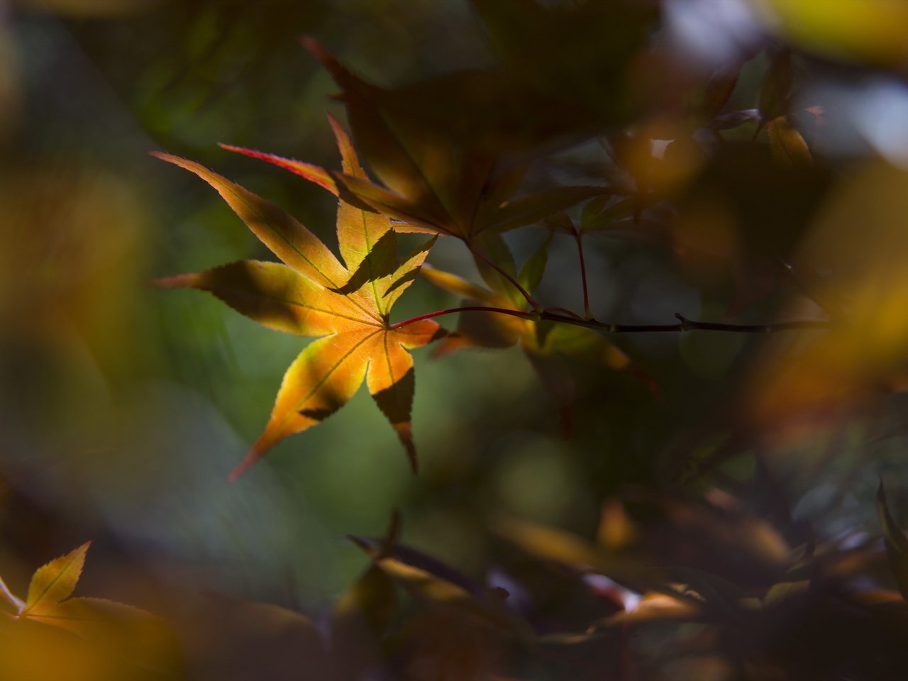 Обои природа, листья, фон, осень, nature, leaves, background, autumn разрешение 2560x1709 Загрузить