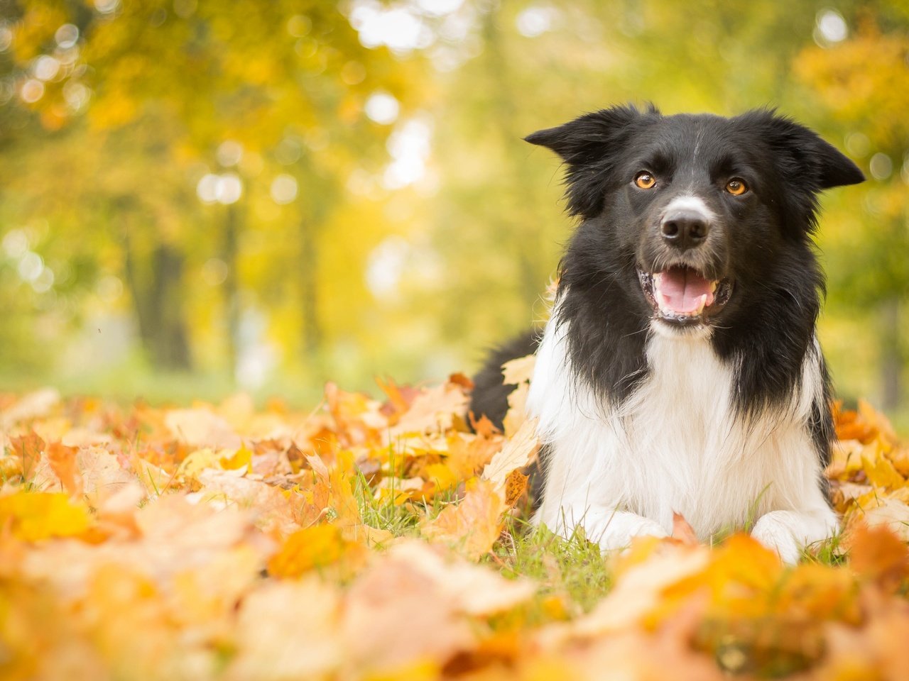 Обои листья, парк, осень, собака, leaves, park, autumn, dog разрешение 4272x2661 Загрузить