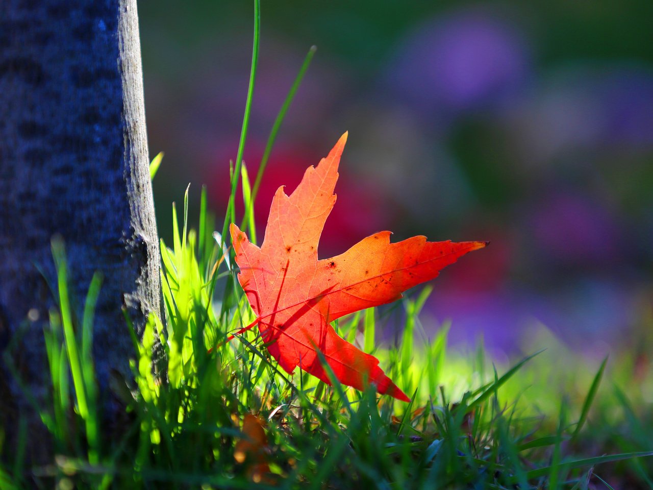 Обои трава, дерево, макро, краски, осень, лист, grass, tree, macro, paint, autumn, sheet разрешение 2048x1366 Загрузить