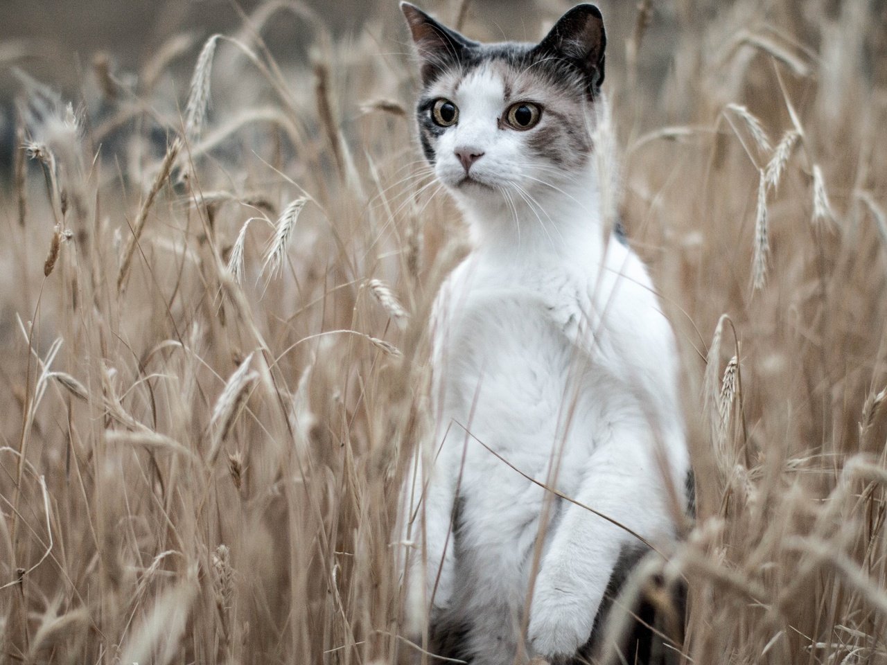 Обои кот, поле, кошка, колосья, стойка, cat, field, ears, stand разрешение 3600x2240 Загрузить