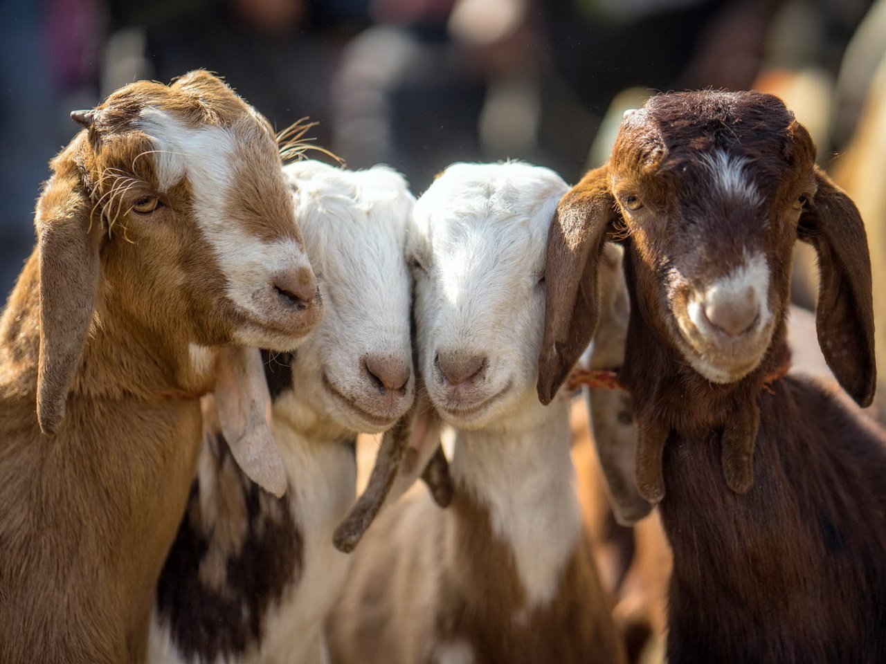 Обои детские, козы, четвёрка, baby, goats, four разрешение 2048x1365 Загрузить