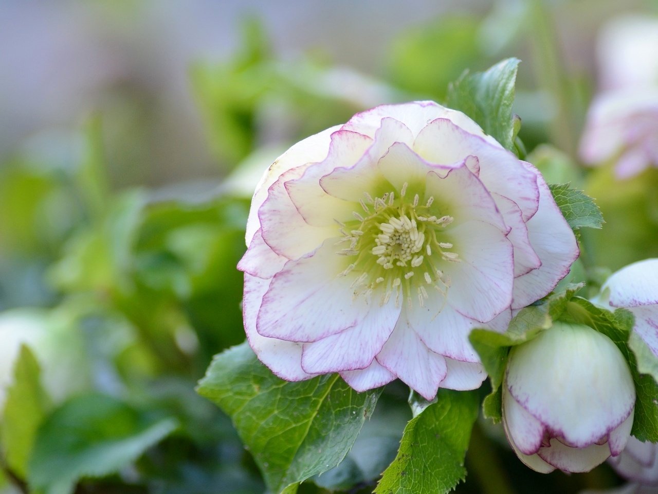 Обои цветы, листья, макро, лепестки, морозник, геллеборус, flowers, leaves, macro, petals, hellebore, helleborus разрешение 2048x1387 Загрузить