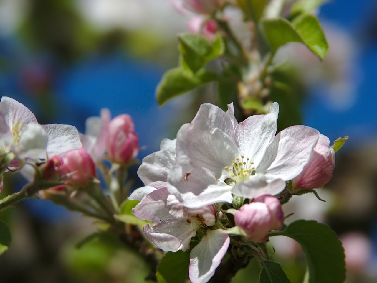 Обои ветка, дерево, макро, весна, яблоня, branch, tree, macro, spring, apple разрешение 2400x1599 Загрузить