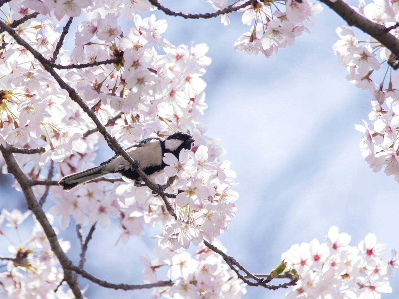 Обои дерево, птица, весна, вишня, сакура, синица, tree, bird, spring, cherry, sakura, tit разрешение 2048x1357 Загрузить