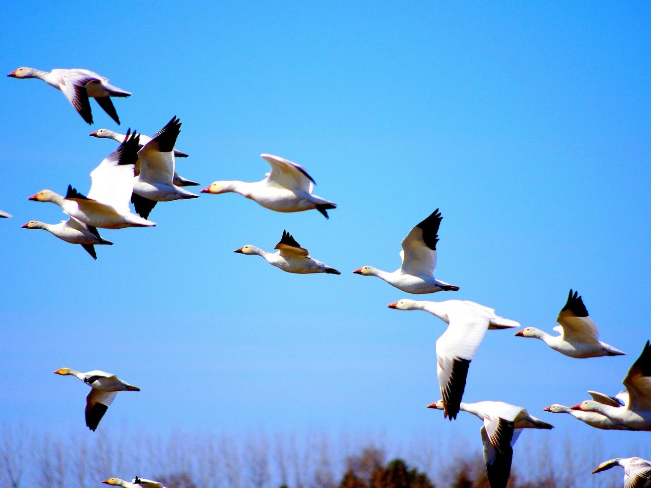 Обои природа, полет, птицы, утки, голубое небо, nature, flight, birds, duck, blue sky разрешение 2880x1913 Загрузить