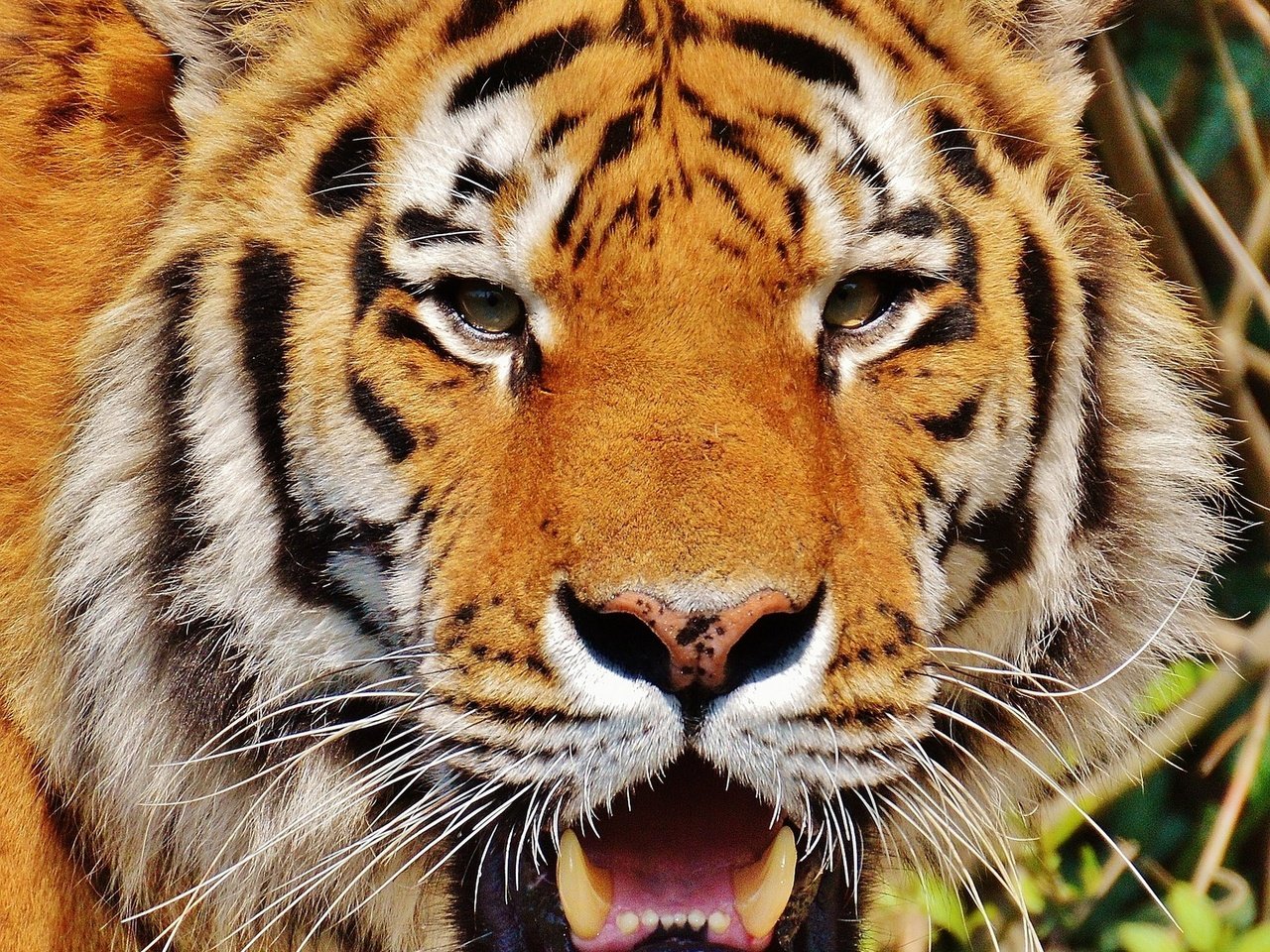 Обои тигр, морда, взгляд, хищник, большая кошка, tiger, face, look, predator, big cat разрешение 1920x2148 Загрузить