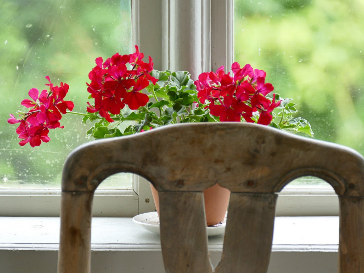 Обои цветы, окно, подоконник, flowers, window, sill разрешение 2048x1365 Загрузить