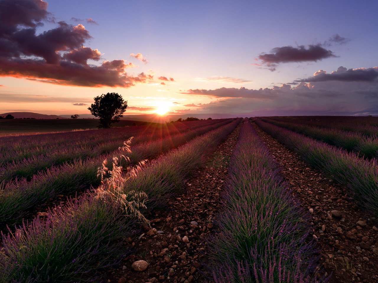 Обои цветы, закат, поле, лаванда, flowers, sunset, field, lavender разрешение 1920x1080 Загрузить