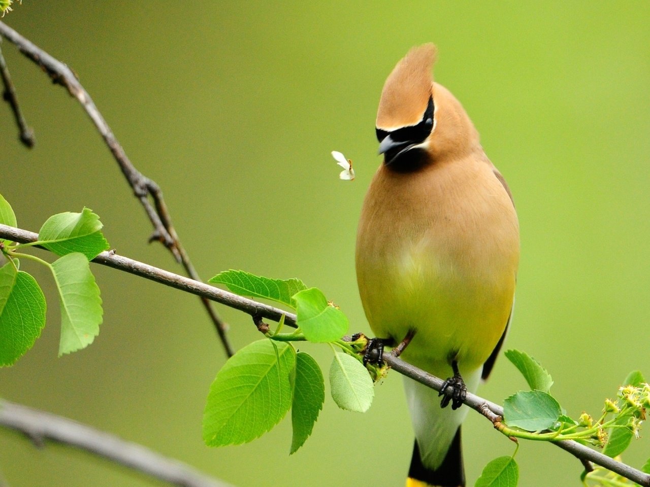 Обои птица, bird разрешение 1920x1080 Загрузить