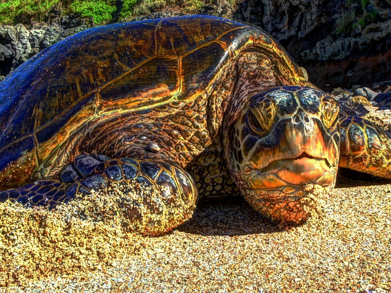 Обои песок, пляж, черепаха, гавайи, sand, beach, turtle, hawaii разрешение 4591x2575 Загрузить