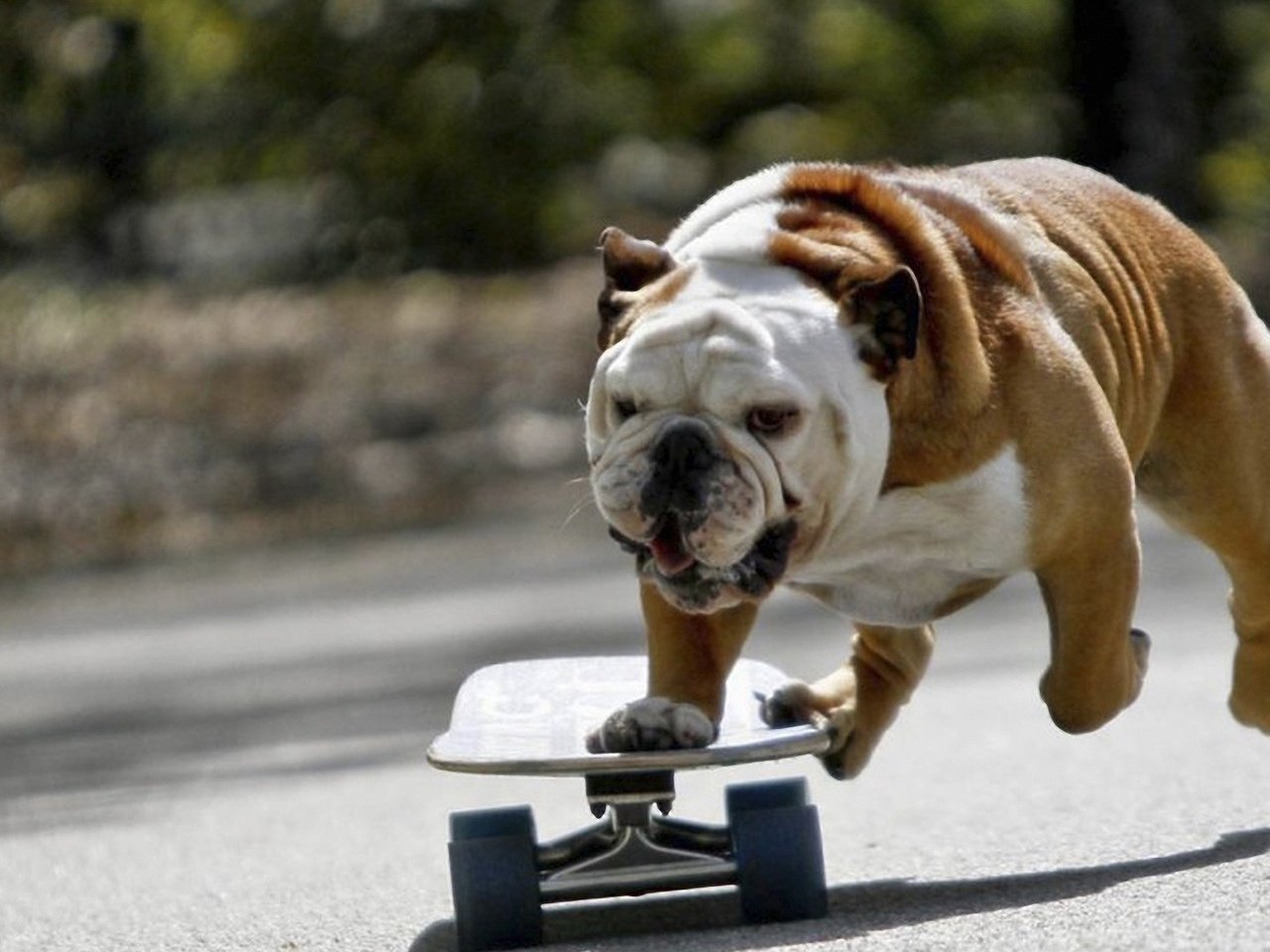 Обои мордочка, собака, лапки, бульдог, скейтборд, английский бульдог, muzzle, dog, legs, bulldog, skateboard, english bulldog разрешение 1920x1080 Загрузить