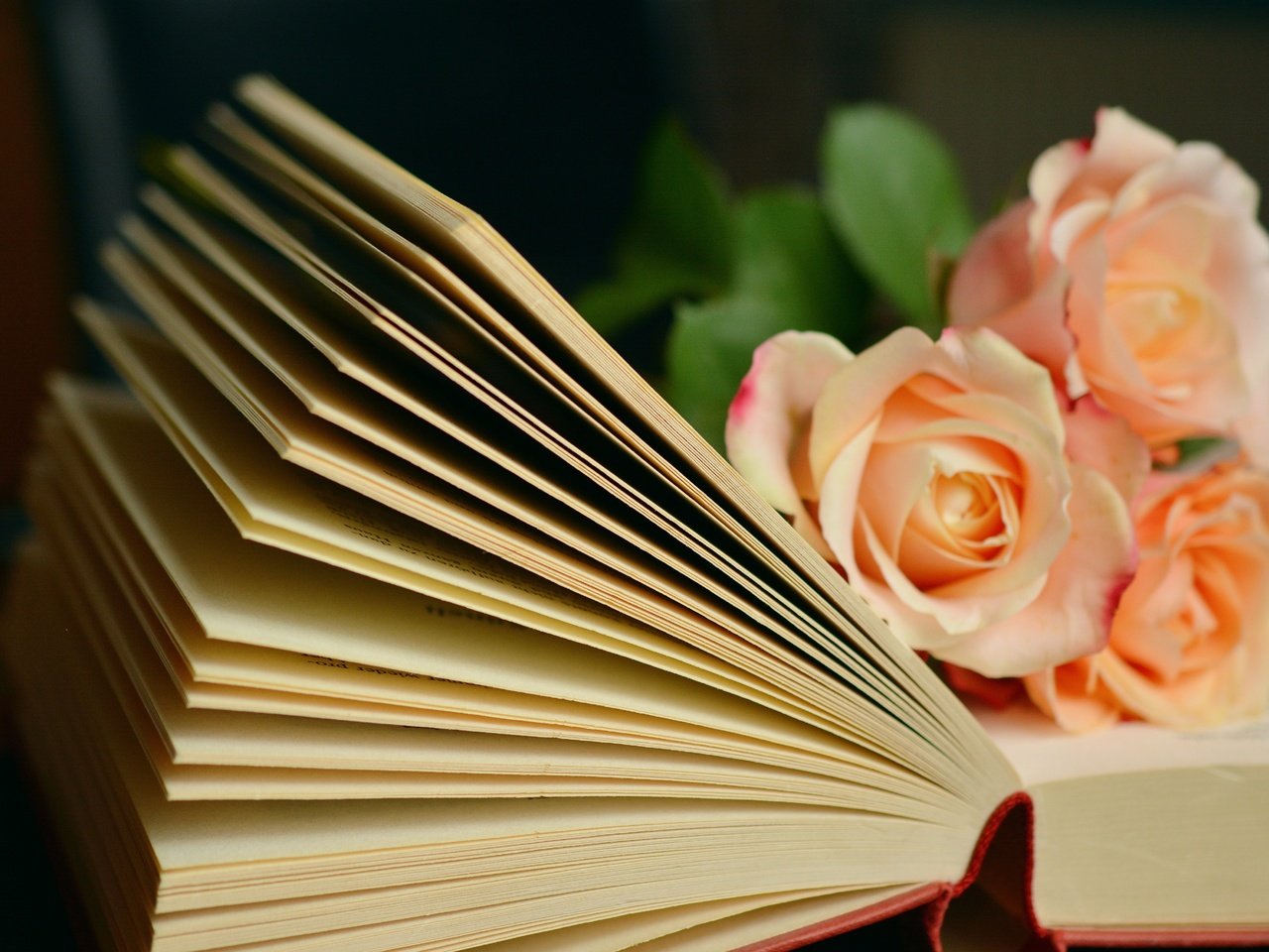 Обои цветы, розы, букет, книга, страницы, flowers, roses, bouquet, book, page разрешение 6000x3781 Загрузить