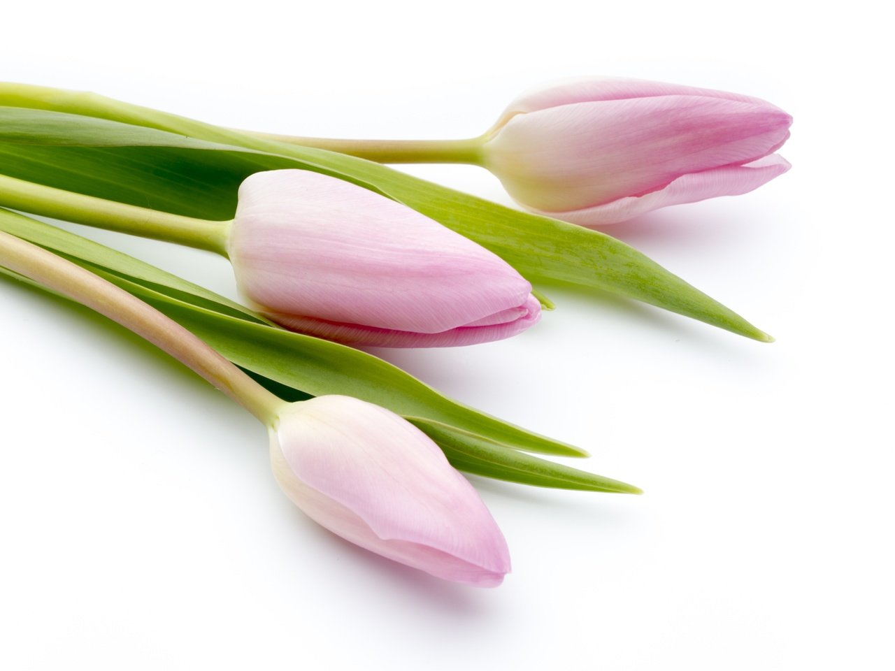 Обои цветы, букет, тюльпаны, розовые, красива, тульпаны,  цветы, парное, пинк, flowers, bouquet, tulips, pink, beautiful, fresh разрешение 4345x2897 Загрузить