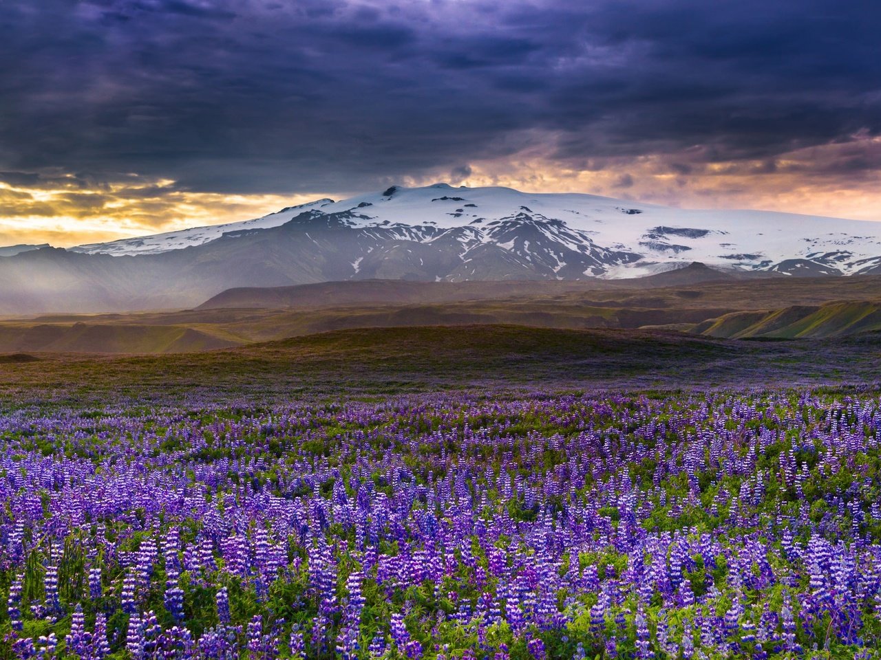 Обои цветы, горы, луг, исландия, люпины, rangarvallasysla, flowers, mountains, meadow, iceland, lupins разрешение 2048x1338 Загрузить