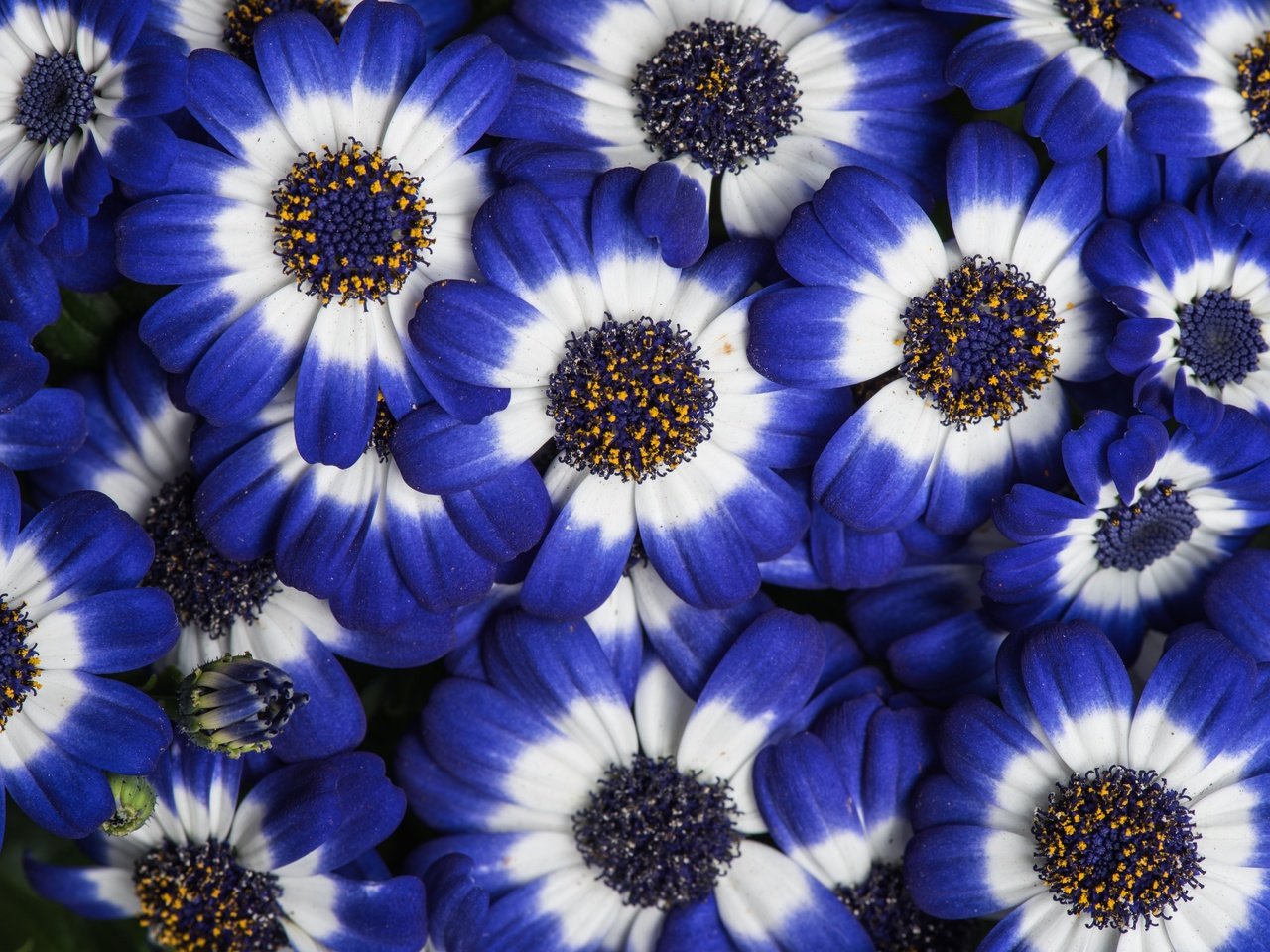 Обои цветы, лепестки, цвет, цинерария, flowers, petals, color, cineraria разрешение 6016x4016 Загрузить