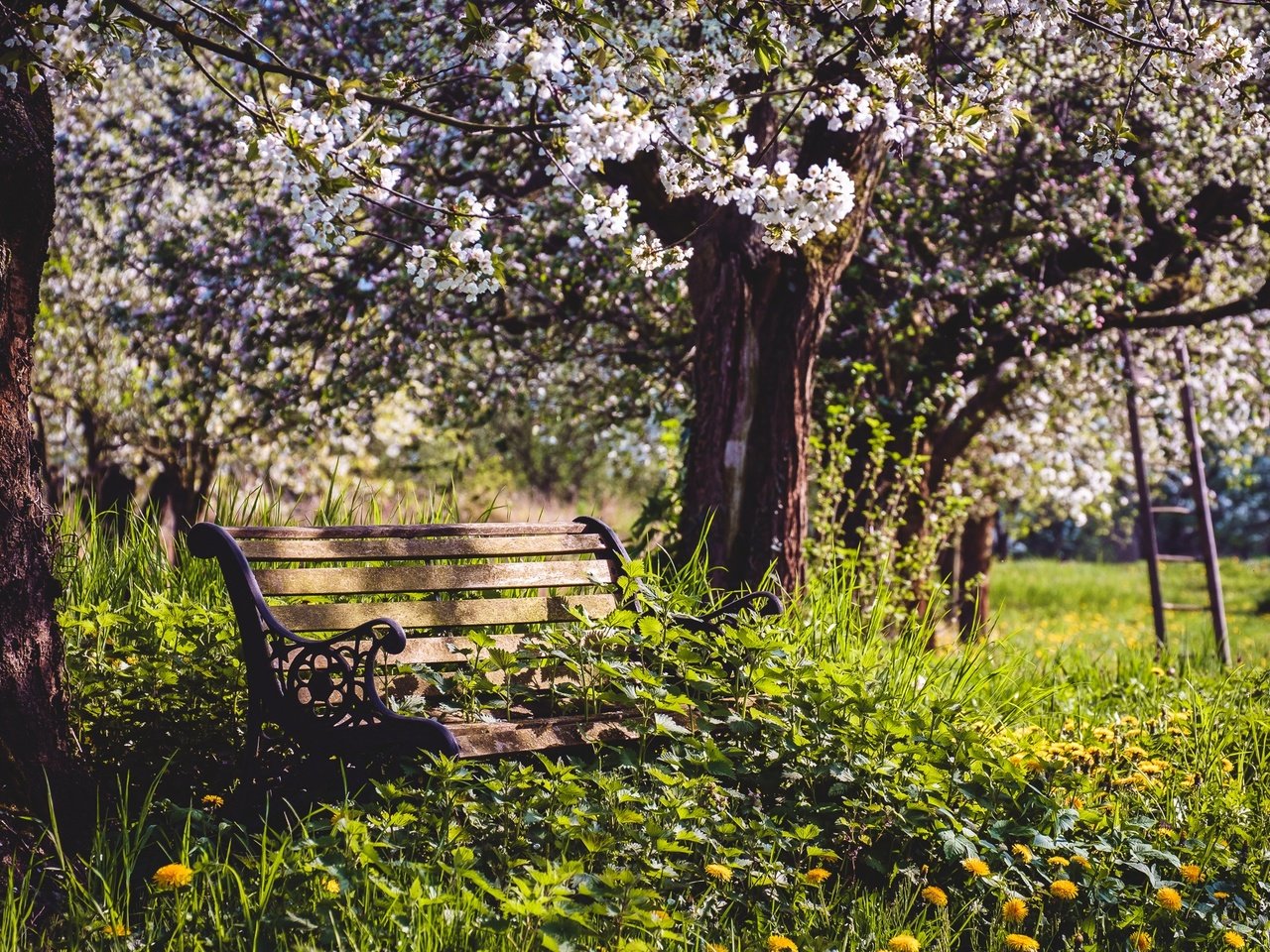 Обои цветы, природа, сад, весна, скамья, яблони, flowers, nature, garden, spring, bench, apple разрешение 2000x1333 Загрузить