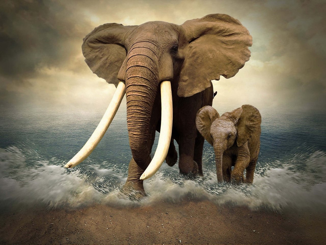 Обои море, слон, фотошоп, слоны, слоненок, бивни, sea, elephant, photoshop, elephants, tusks разрешение 2048x1366 Загрузить