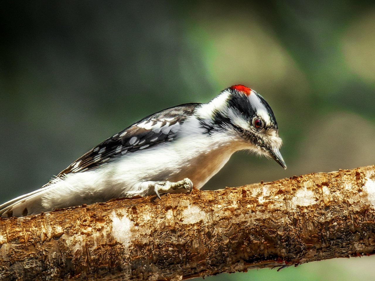 Обои природа, фон, птица, клюв, перья, дятел, nature, background, bird, beak, feathers, woodpecker разрешение 2563x1709 Загрузить