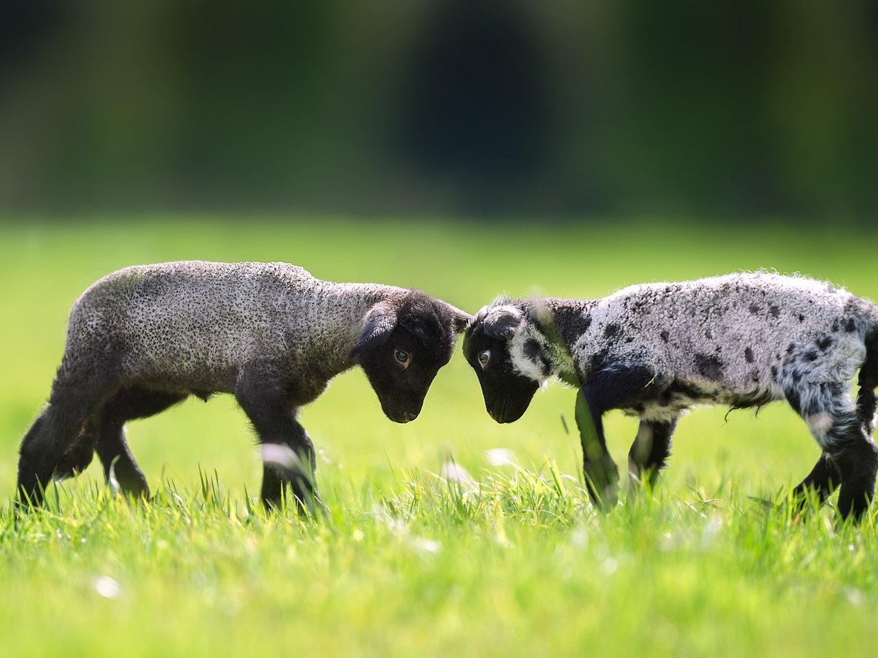 Обои трава, пара, лужайка, баран, овца, барашки, grass, pair, lawn, ram, sheep, lambs разрешение 2048x1365 Загрузить