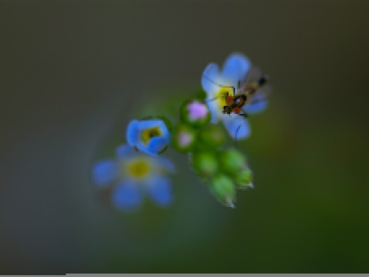 Обои природа, насекомое, фон, цветок, лепестки, незабудка, nature, insect, background, flower, petals, forget-me-not разрешение 2048x1361 Загрузить