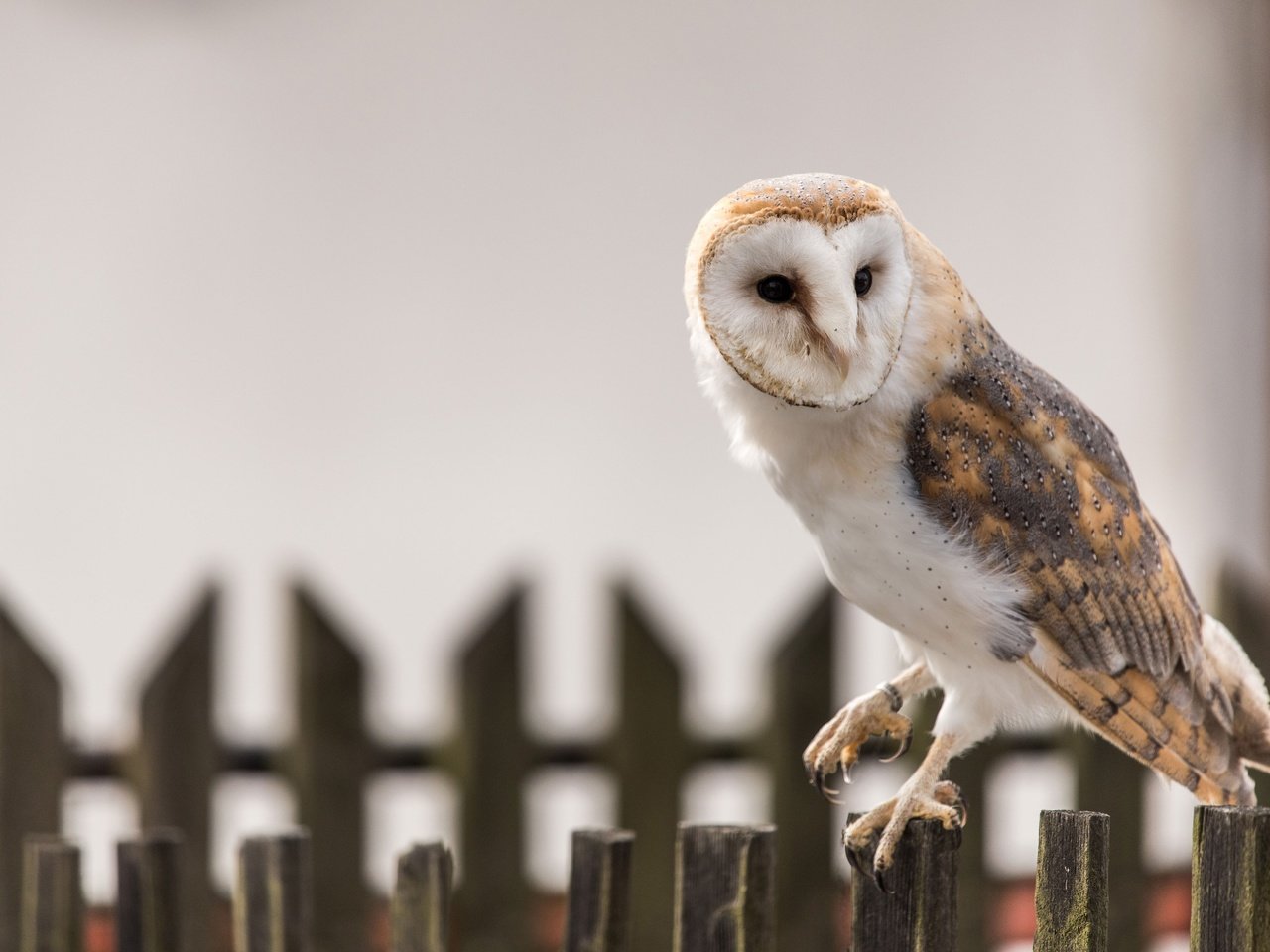 Обои сова, забор, птица, клюв, перья, сипуха, owl, the fence, bird, beak, feathers, the barn owl разрешение 3840x2564 Загрузить