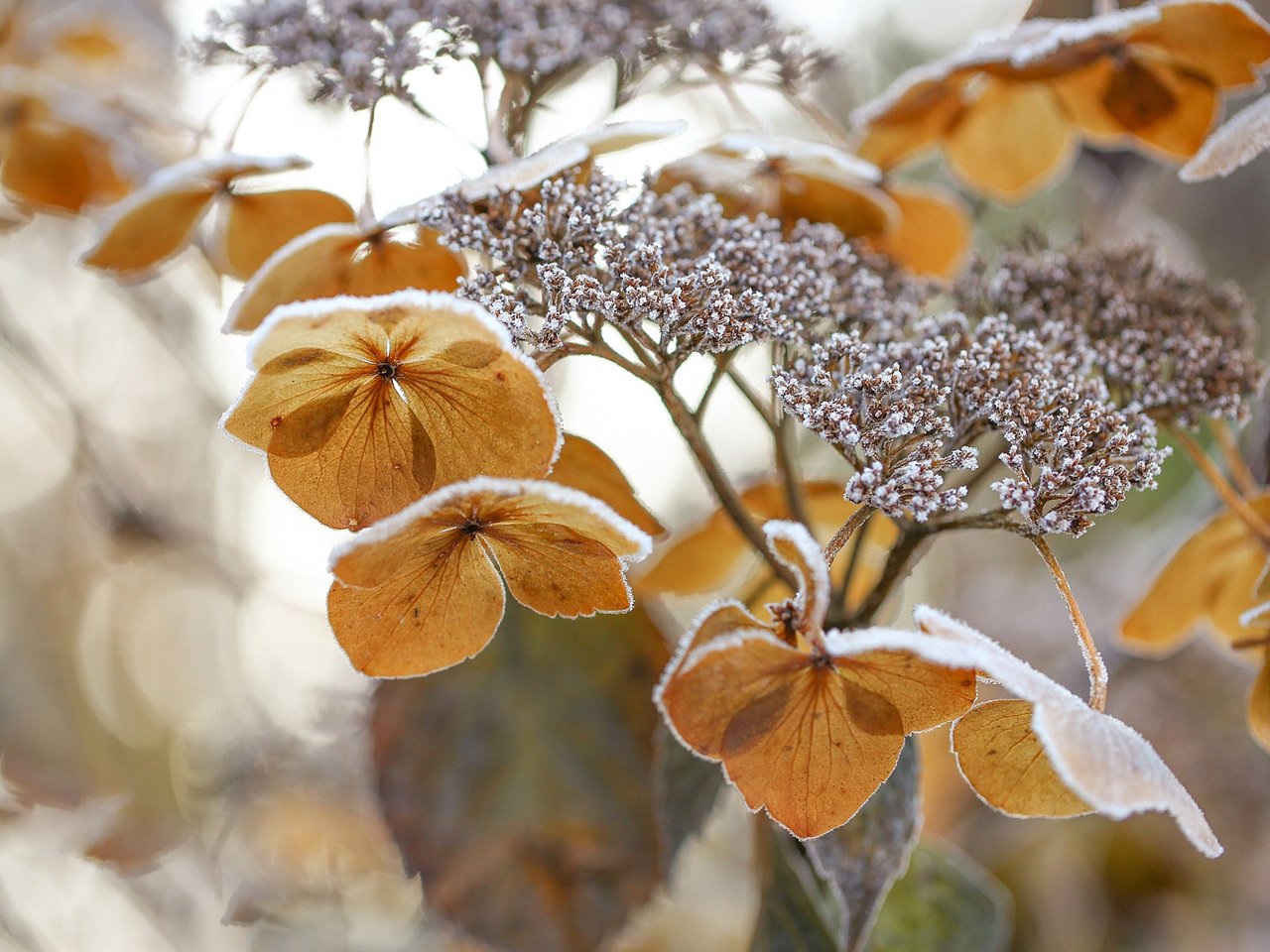 Обои цветы, природа, зима, макро, цветок, мороз, гортензия, flowers, nature, winter, macro, flower, frost, hydrangea разрешение 2048x1366 Загрузить