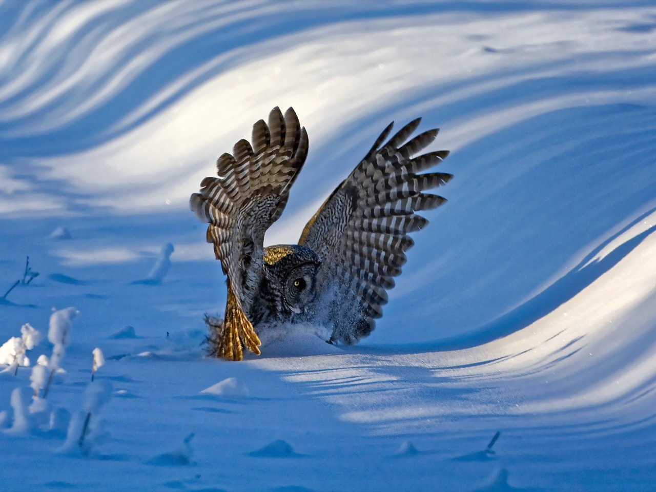 Обои сова, снег, зима, крылья, птица, перья, бородатая неясыть, неясыть, owl, snow, winter, wings, bird, feathers, great grey owl разрешение 2048x1365 Загрузить