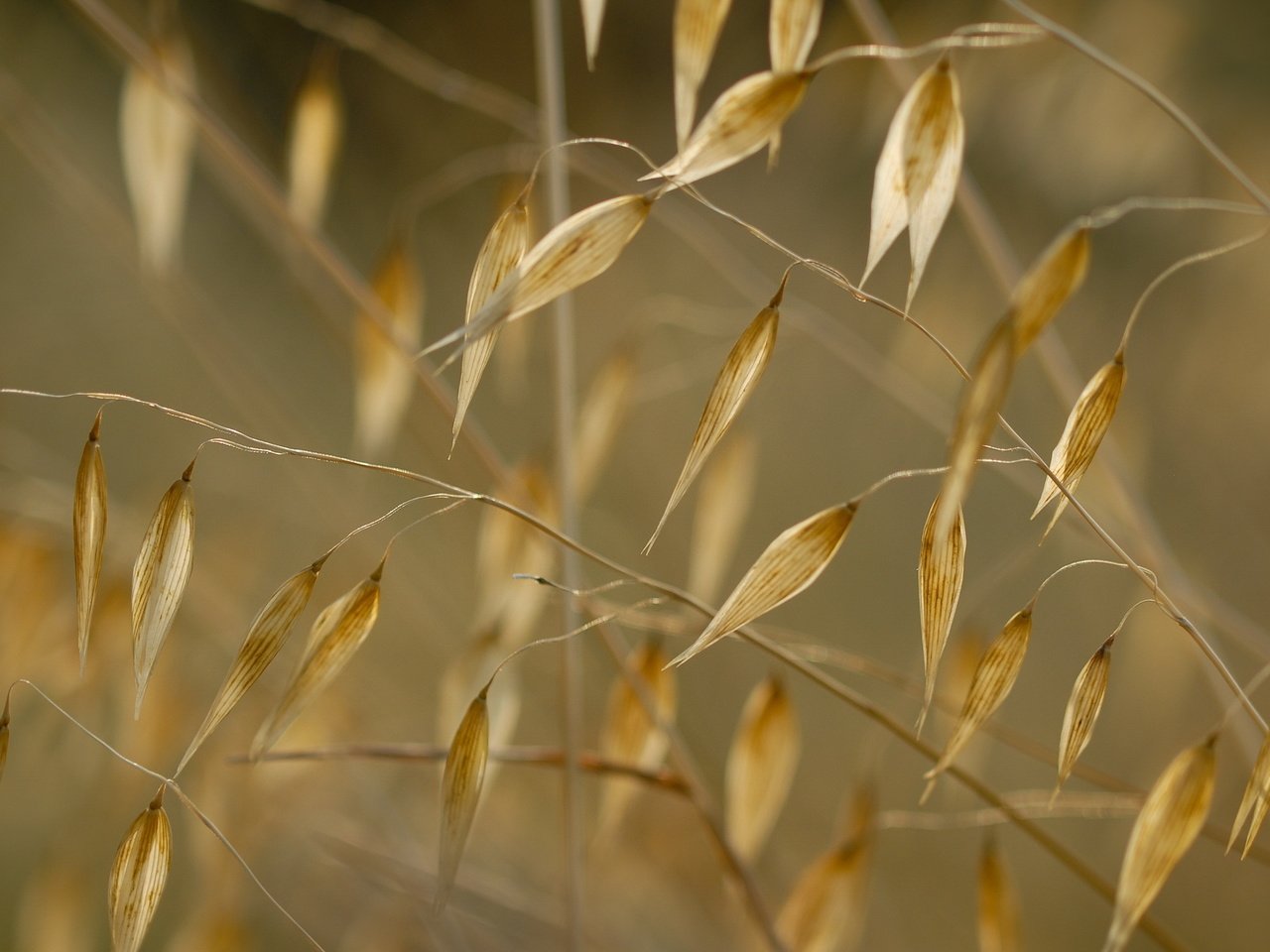 Обои трава, природа, макро, растение, сухая трава, grass, nature, macro, plant, dry grass разрешение 2560x1600 Загрузить