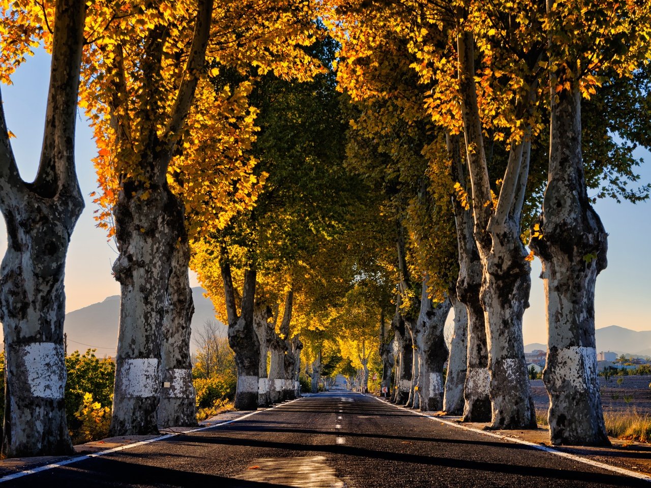 Обои дорога, деревья, утро, осень, road, trees, morning, autumn разрешение 4808x3261 Загрузить