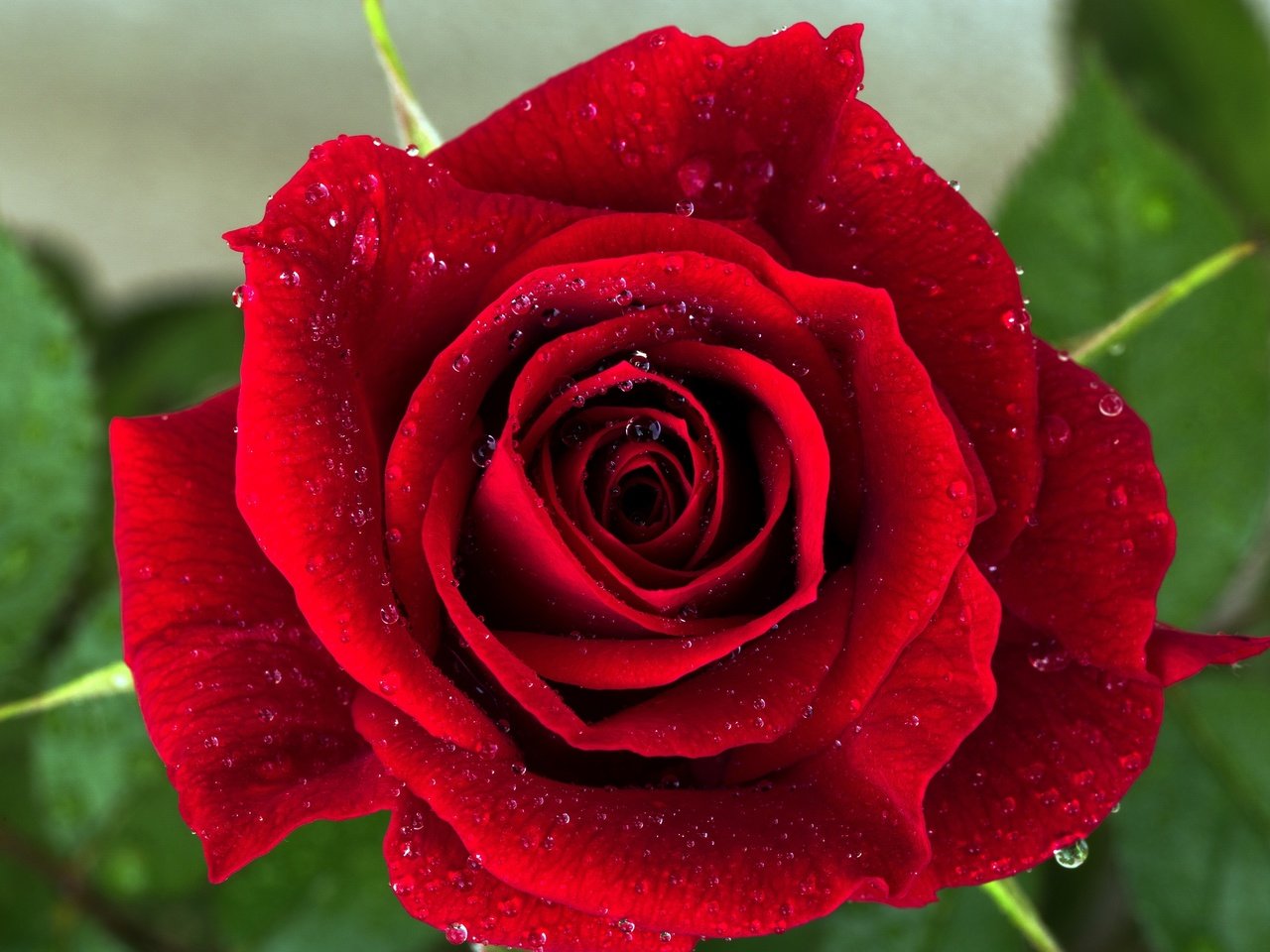 Обои макро, цветок, капли, роза, лепестки, красный, macro, flower, drops, rose, petals, red разрешение 2400x1606 Загрузить
