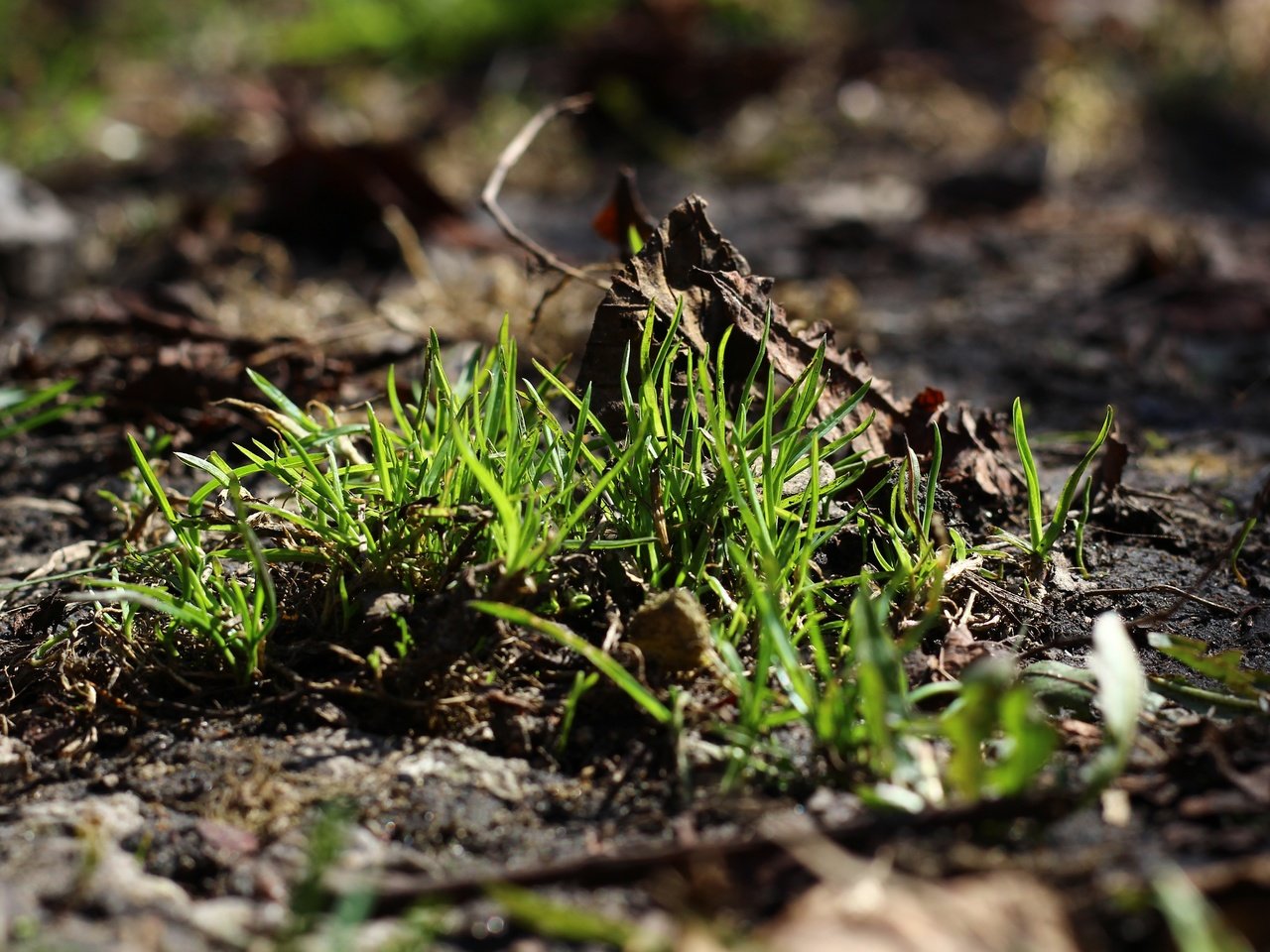 Обои трава, земля, природа, зелень, макро, фон, grass, earth, nature, greens, macro, background разрешение 5184x3456 Загрузить