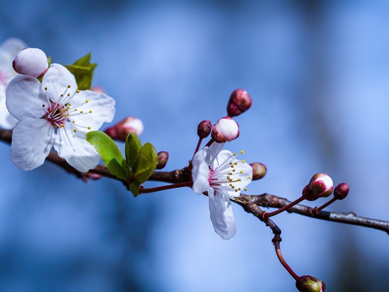 Обои небо, ветка, природа, цветение, весна, цветки, the sky, branch, nature, flowering, spring, flowers разрешение 2048x1280 Загрузить