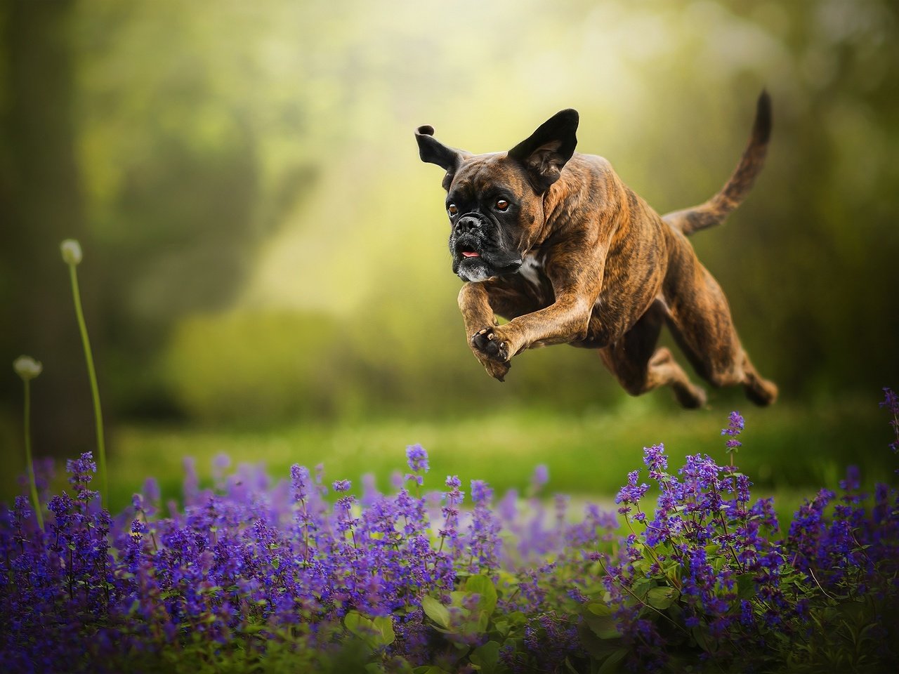 Обои цветы, собака, прыжок, бег, боке, боксер, flowers, dog, jump, running, bokeh, boxer разрешение 2048x1287 Загрузить