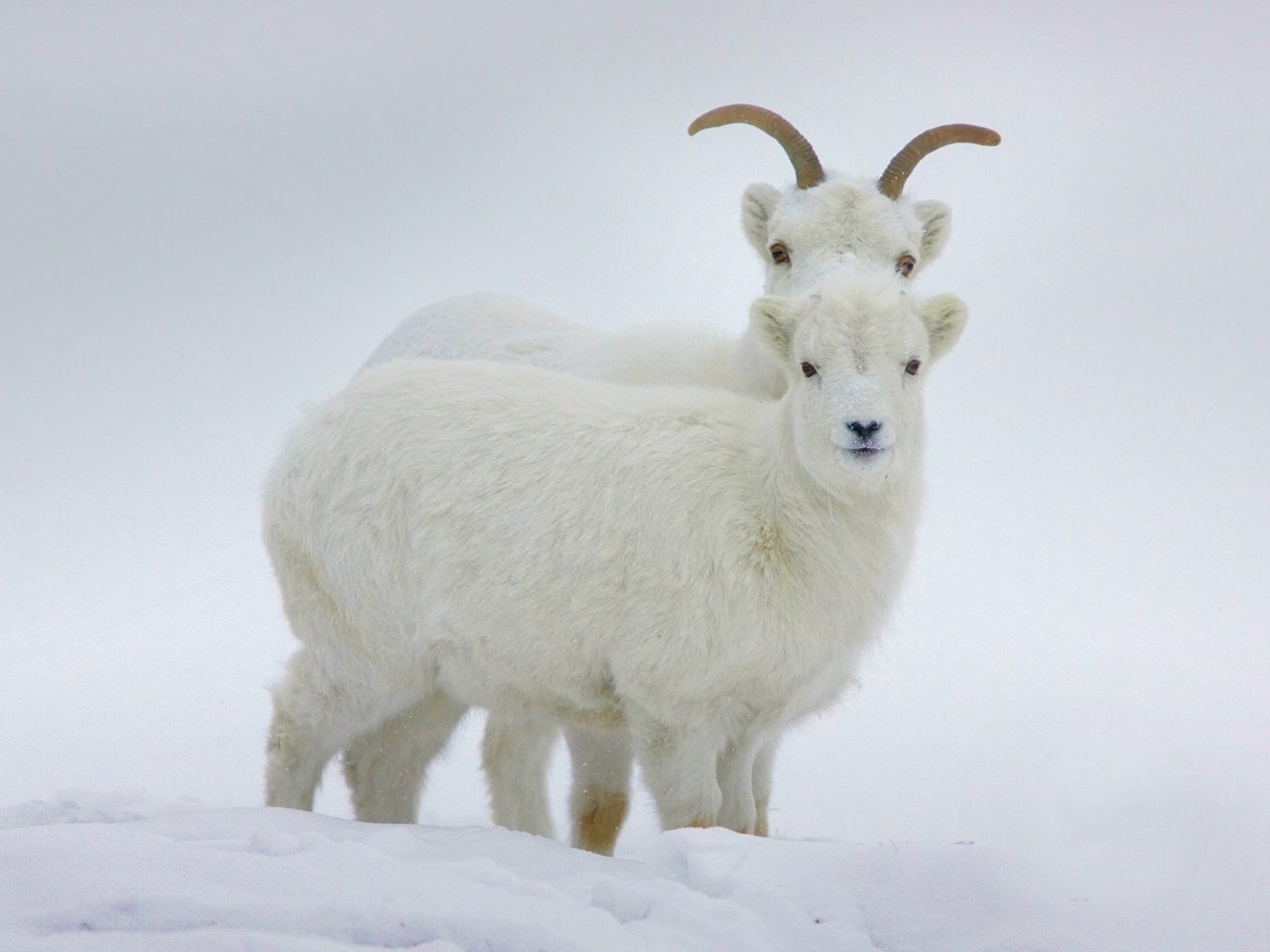 Обои зима, рога, канада, бараны, юкон, баран далла, winter, horns, canada, sheep, yukon, sheep dalla разрешение 1920x1200 Загрузить