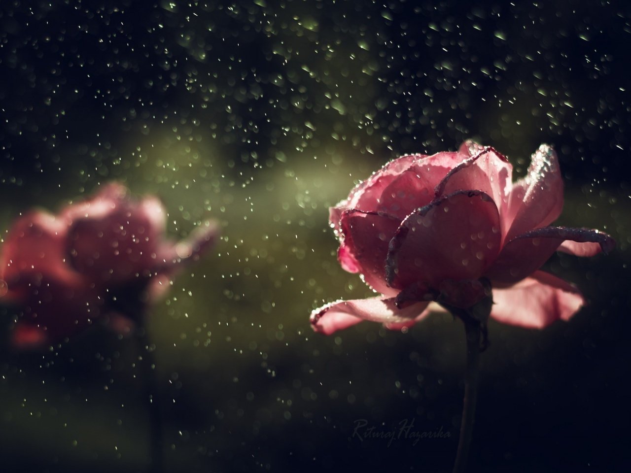 Обои цветы, капли, розы, лепестки, дождь, flowers, drops, roses, petals, rain разрешение 1920x1200 Загрузить