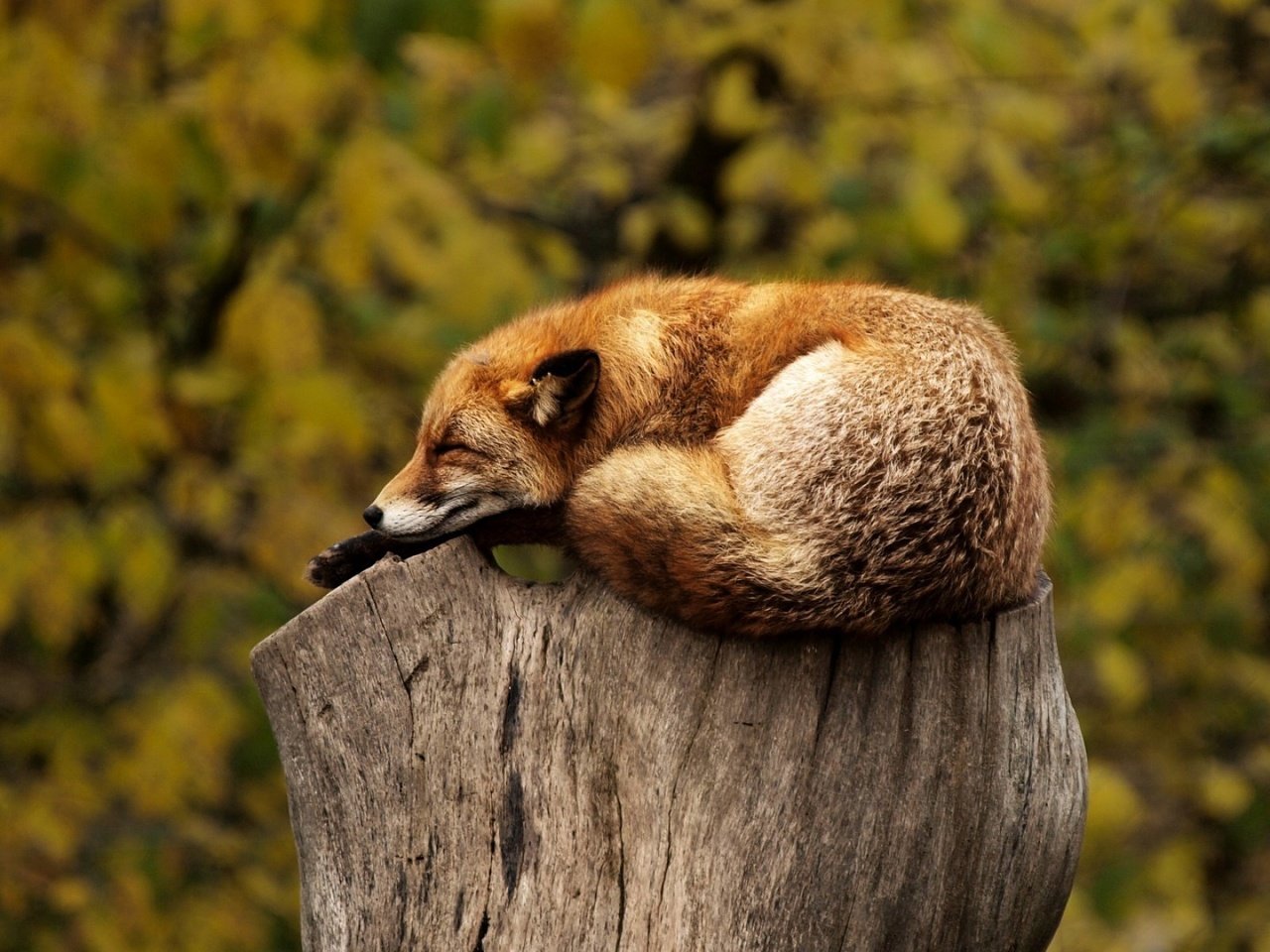 Обои лиса, лисица, животное, пень, дикая природа, fox, animal, stump, wildlife разрешение 1920x1200 Загрузить