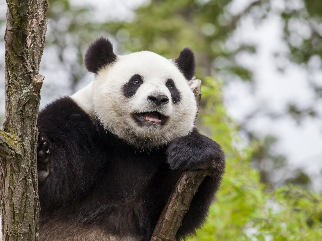 Обои морда, взгляд, панда, бамбуковый медведь, большая панда, face, look, panda, bamboo bear, the giant panda разрешение 1920x1200 Загрузить