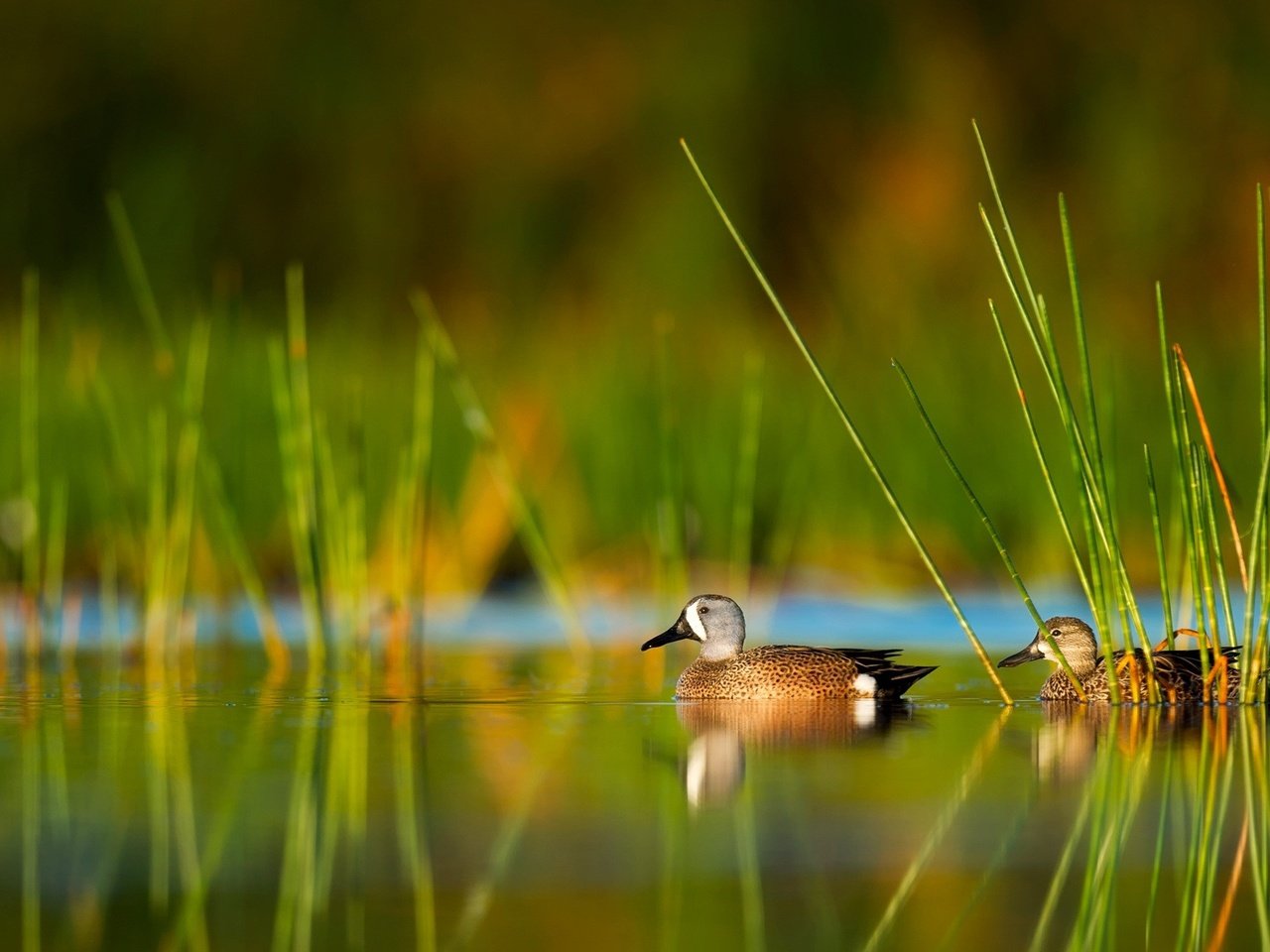 Обои трава, вода, природа, отражение, птицы, утка, grass, water, nature, reflection, birds, duck разрешение 2000x1331 Загрузить