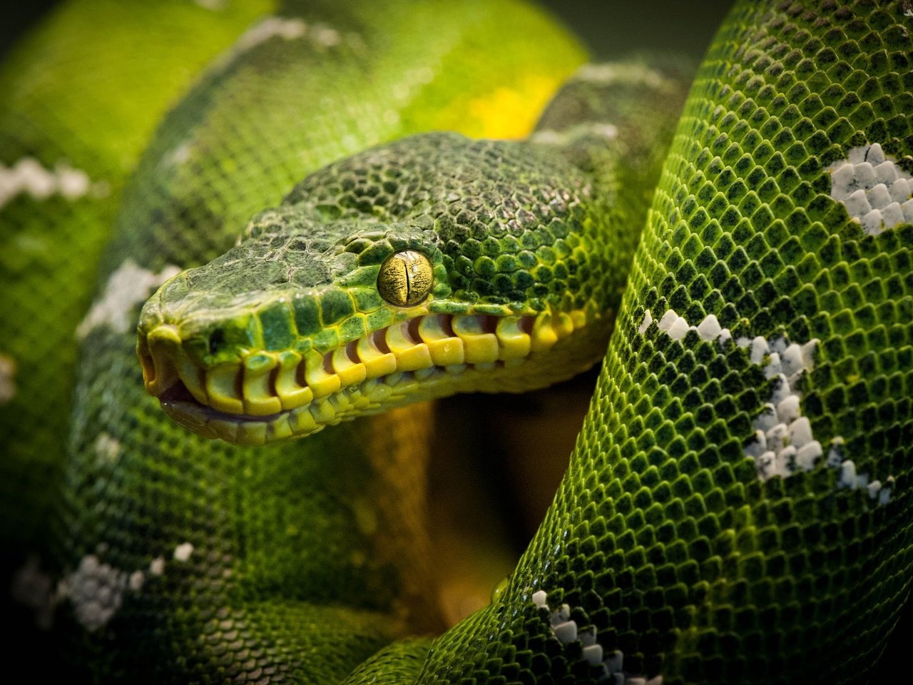 Обои змея, питон, рептилия, snake, python, reptile разрешение 2048x1363 Загрузить