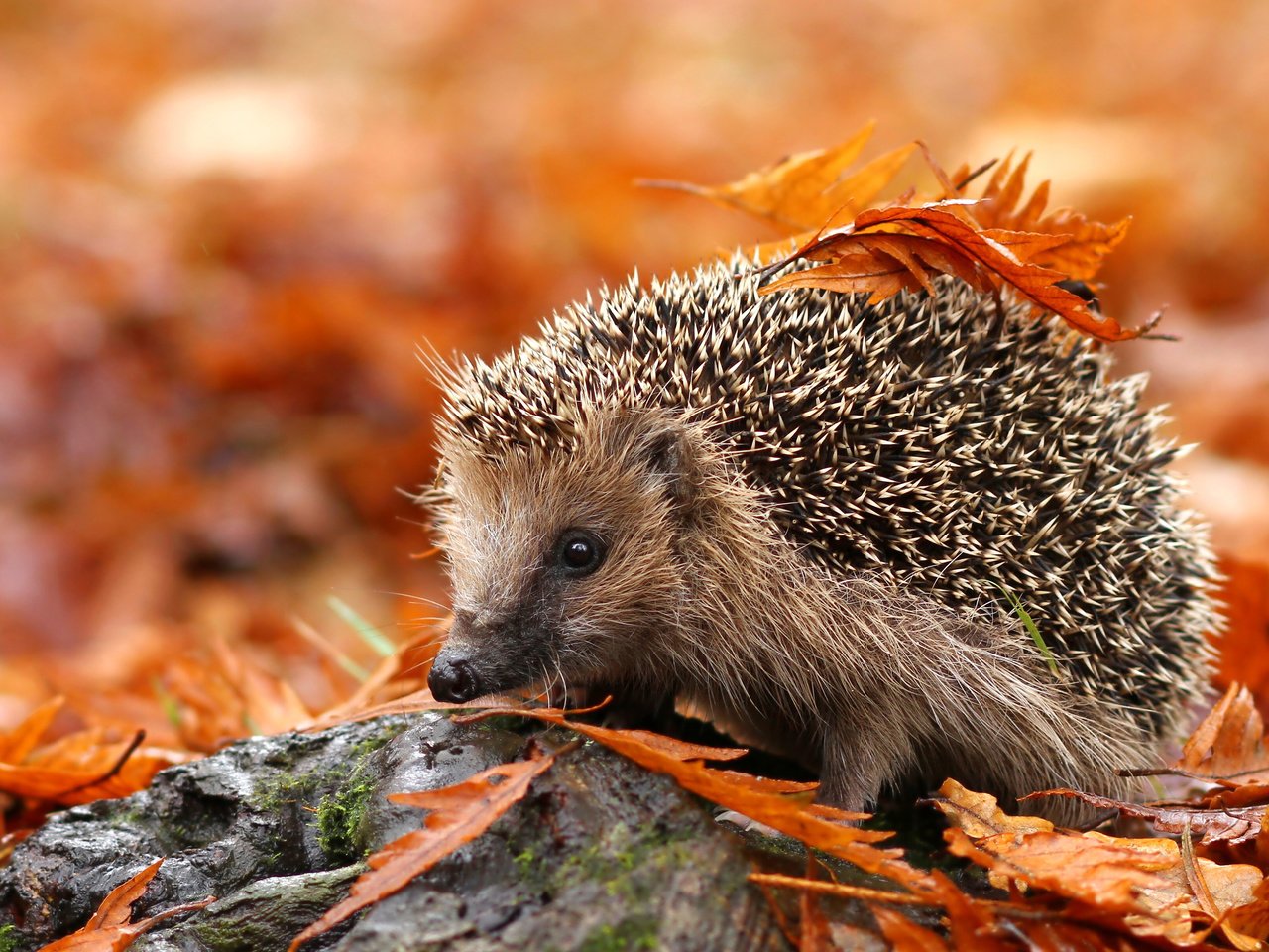 Обои листья, осень, животное, ежик, еж, осенние листья, leaves, autumn, animal, hedgehog, autumn leaves разрешение 3840x2400 Загрузить