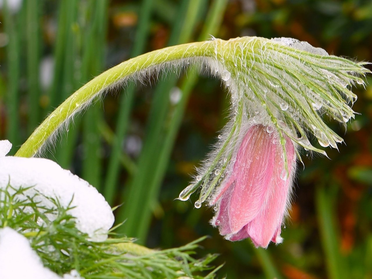 Обои снег, цветок, весна, розовые, капли воды, сон-трава, прострел, snow, flower, spring, pink, water drops, sleep-grass, cross разрешение 2048x1327 Загрузить