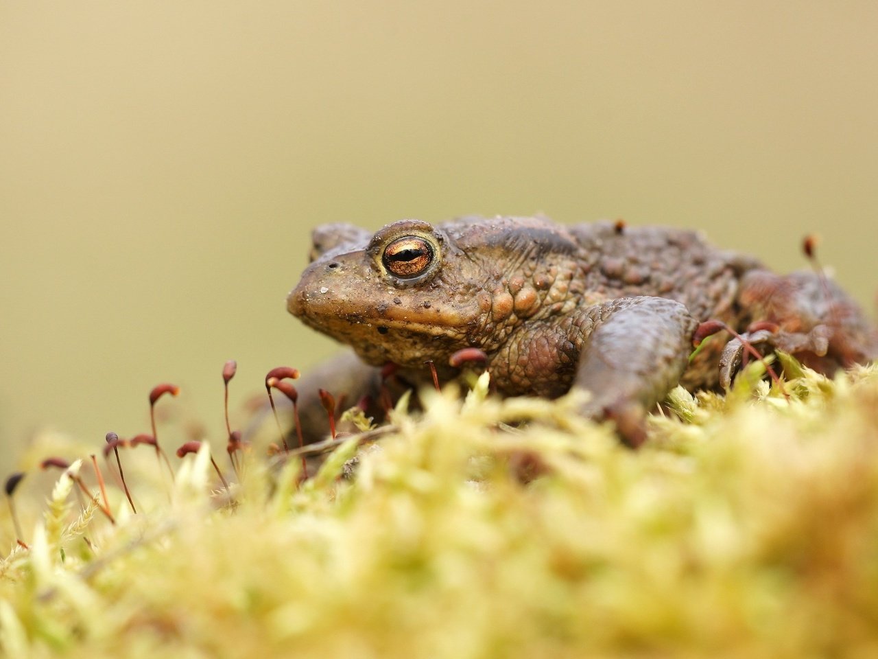 Обои лягушка, мох, жаба, земноводные, frog, moss, toad, amphibians разрешение 2560x1600 Загрузить